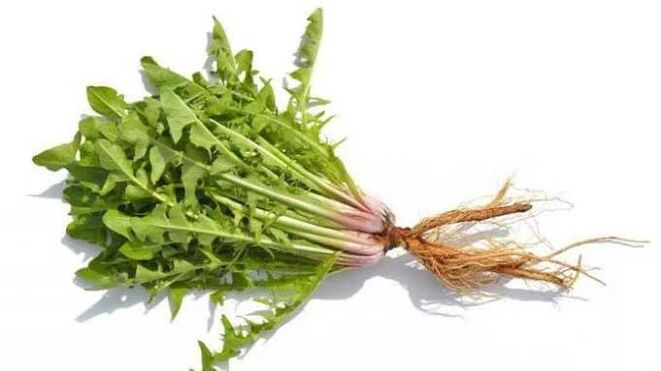 Löwenzahnwurzel in NEOflorax