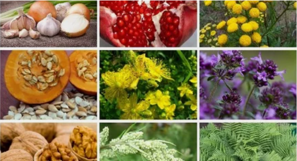 Behandlung von Parasiten im menschlichen Körper mit Volksmitteln