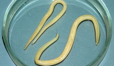 Wie man Tests für Ascariasis richtig durchführt